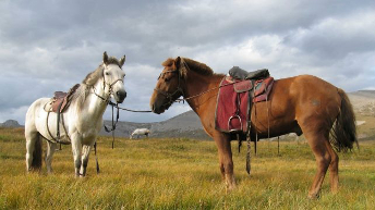 HORSE_RIDING_in_TERELJ_ NP